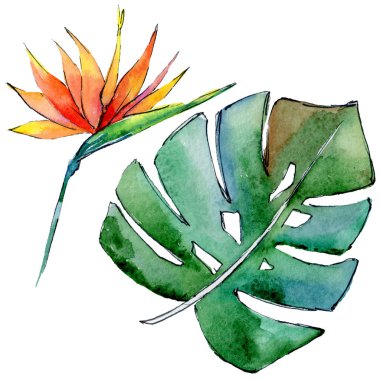 Tropikal Hawaii izole bir suluboya tarzında bırakır.