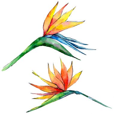 Tropikal Hawaii izole bir suluboya tarzında bırakır.