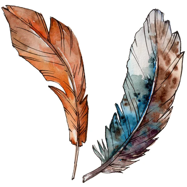 Akvarelu ptačí pírko z křídla, samostatný. — Stock fotografie