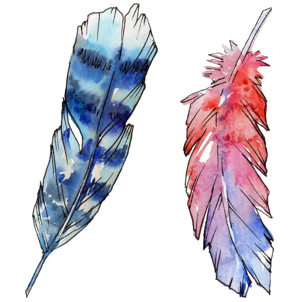 Suluboya kuş tüyü izole kanat üzerinden.