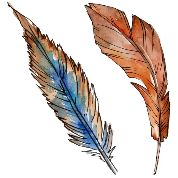 Suluboya kuş tüyü izole kanat üzerinden.