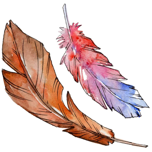 Suluboya kuş tüyü izole kanat üzerinden.