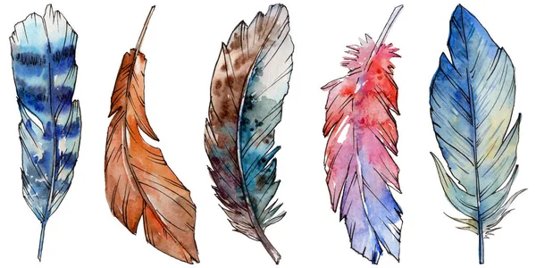 Suluboya kuş tüyü izole kanat üzerinden.