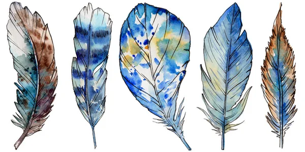 Suluboya kuş tüyü izole kanat üzerinden.