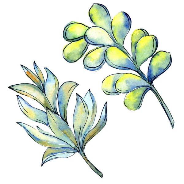 Tropikal kaktüs izole bir suluboya tarzında bırakır.