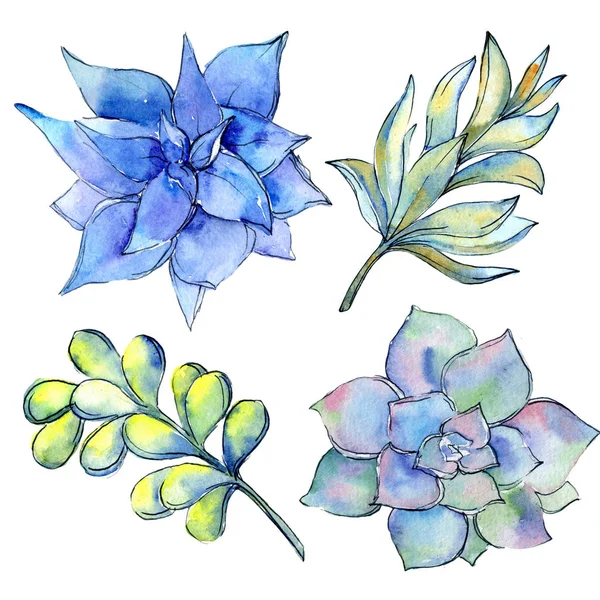 Tropikal kaktüs izole bir suluboya tarzında bırakır.