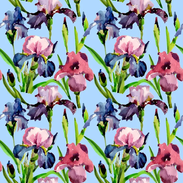 Kır çiçeği Iris çiçek deseni suluboya tarzında.