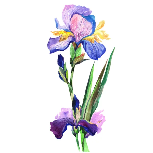 Wildflower iris květiny ve stylu akvarelu, samostatný. — Stock fotografie