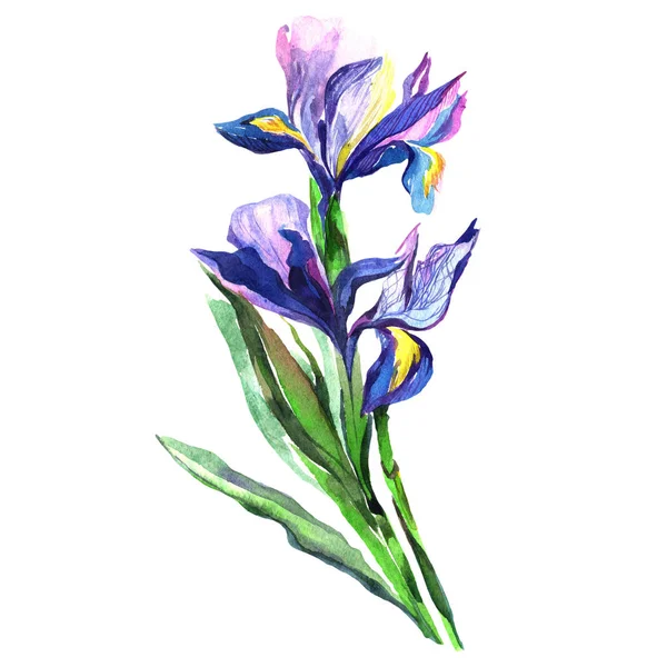Wildflower iris květiny ve stylu akvarelu, samostatný. — Stock fotografie