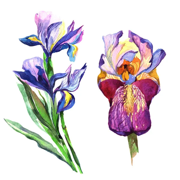 Wildflower iris květiny ve stylu akvarelu, samostatný. — Stock fotografie