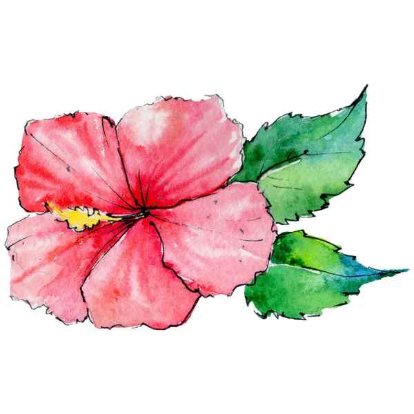 Tropical Hawaii leaves in a watercolor style isolated. — Stock Photo, Image