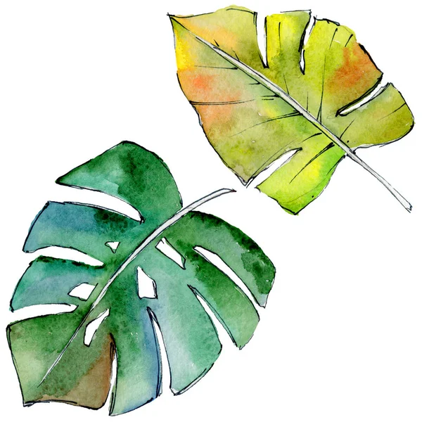 Feuilles tropicales hawaïennes dans un style aquarelle isolé . — Photo