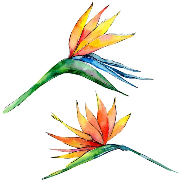 Tropikal Hawaii izole bir suluboya tarzında bırakır.