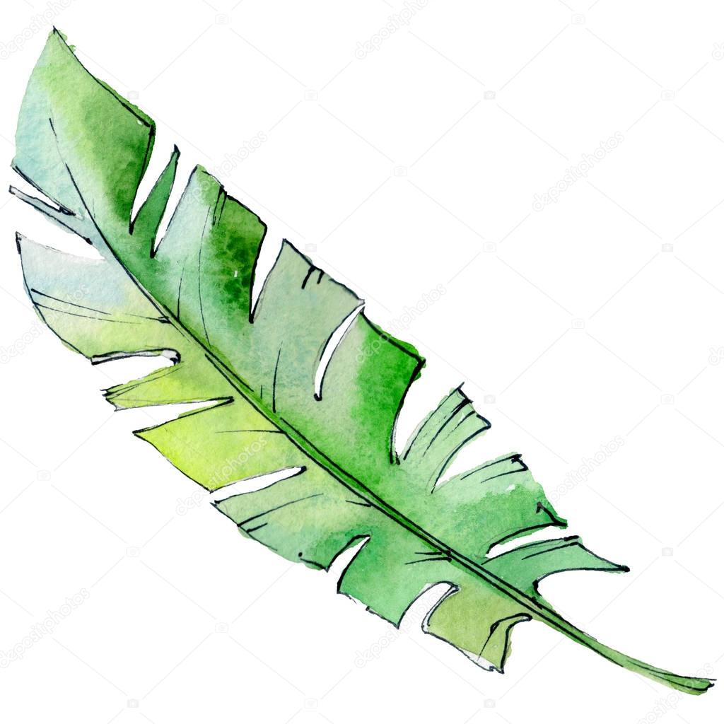 Tropical Hawaii leaves in a watercolor style isolated.