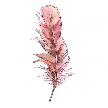 Suluboya kuş tüyü izole kanat üzerinden.