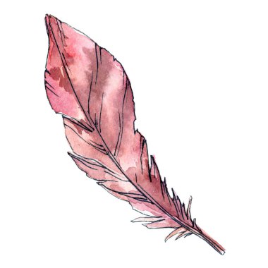 Suluboya kuş tüyü izole kanat üzerinden.