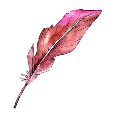 Suluboya kuş tüyü izole kanat üzerinden.