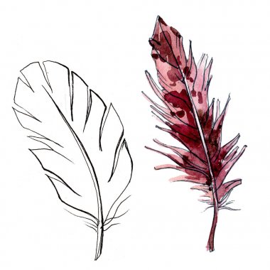 Suluboya kuş tüyü izole kanat üzerinden.