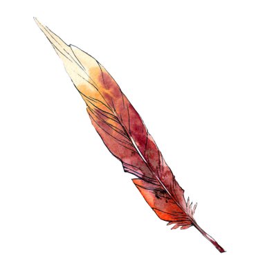 Suluboya kuş tüyü izole kanat üzerinden.
