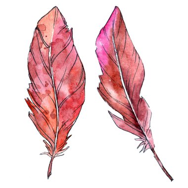 Suluboya kuş tüyü izole kanat üzerinden.