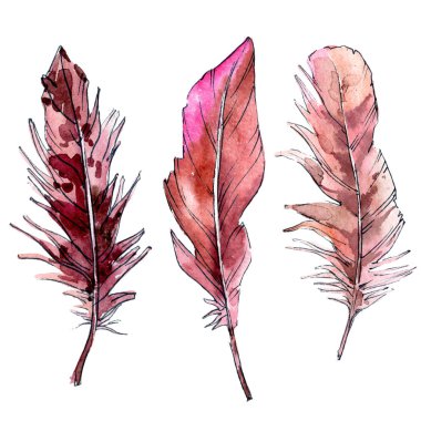 Suluboya kuş tüyü izole kanat üzerinden.