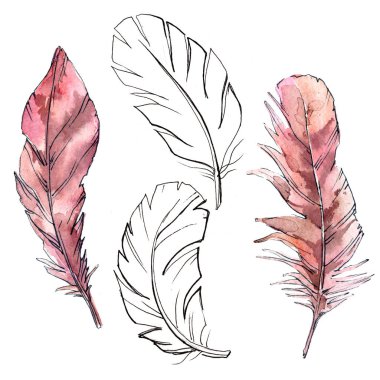 Suluboya kuş tüyü izole kanat üzerinden.