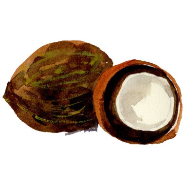 Tropikal Hawaii coco izole bir suluboya tarzında.