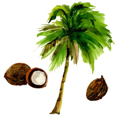 Tropikal Hawaii palmiye ağacı izole bir suluboya tarzında bırakır..