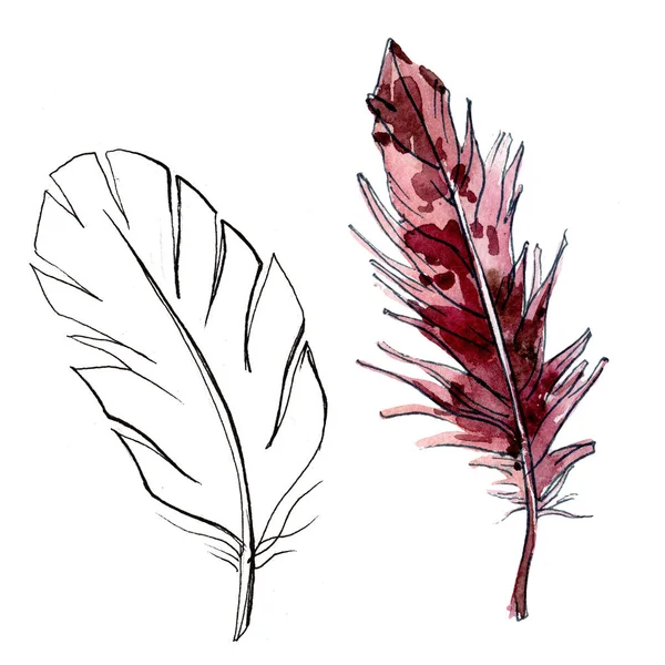 Suluboya kuş tüyü izole kanat üzerinden.