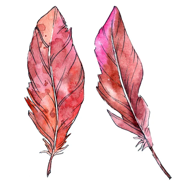 Suluboya kuş tüyü izole kanat üzerinden.