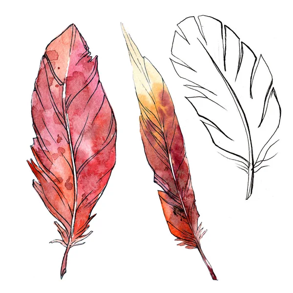 Suluboya kuş tüyü izole kanat üzerinden.