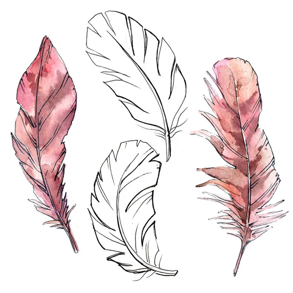 Suluboya kuş tüyü izole kanat üzerinden.