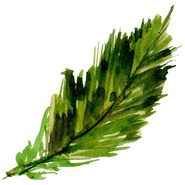 Tropikal Hawaii palmiye ağacı izole bir suluboya tarzında bırakır..