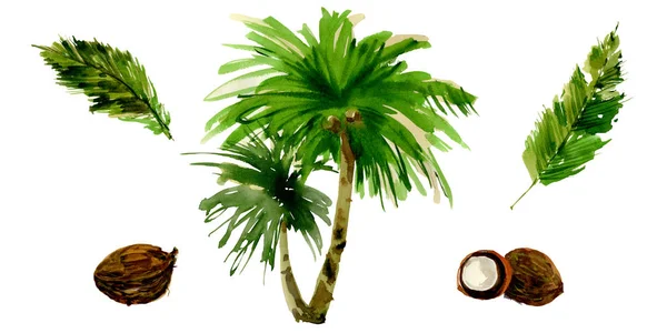 Tropical Hawaii deja palmera en un estilo acuarela aislado . — Foto de Stock