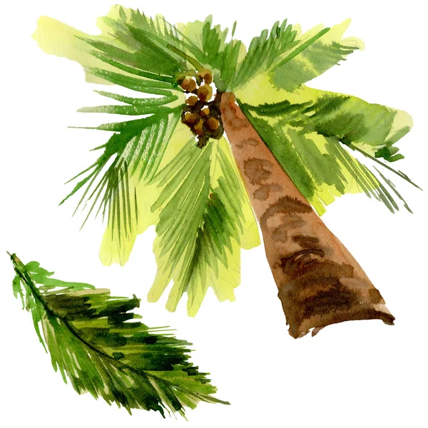 Le Hawaii tropicali lasciano una palma isolata in stile acquerello . — Foto Stock