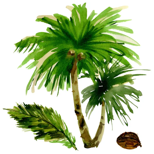 Tropical Hawaii deja palmera en un estilo acuarela aislado . — Foto de Stock