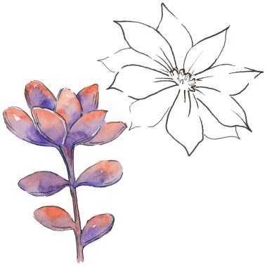 Vahşi suluboya kaktüs çiçek