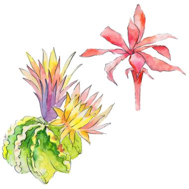 Vahşi suluboya kaktüs çiçek