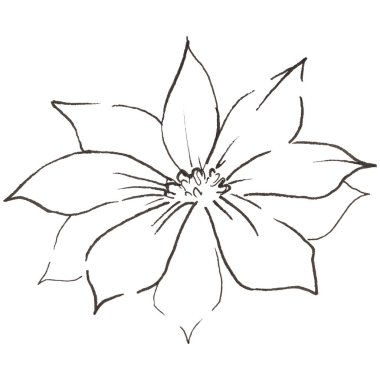 Vahşi kaktüs çiçeği