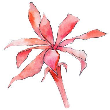 suluboya kaktüs çiçeği