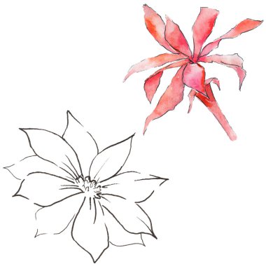 suluboya kaktüs çiçek