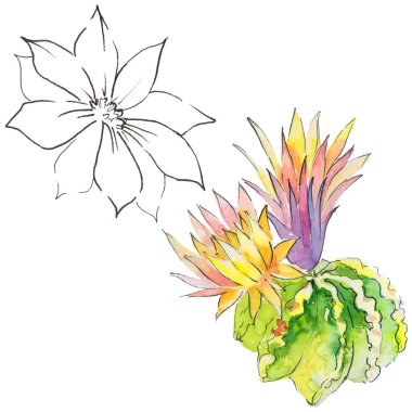 Vahşi kaktüs çiçek