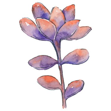 suluboya kaktüs çiçeği