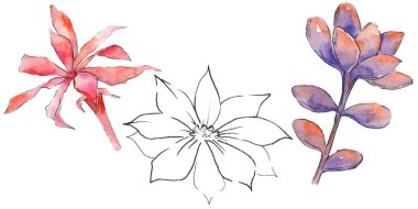 renkli kaktüs çiçek