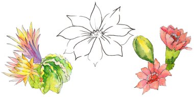 renkli kaktüs çiçek