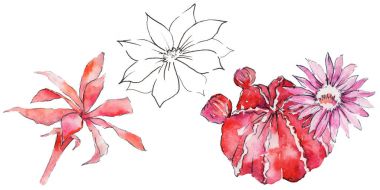 renkli kaktüs çiçek