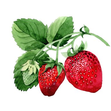 menü için suluboya çilek