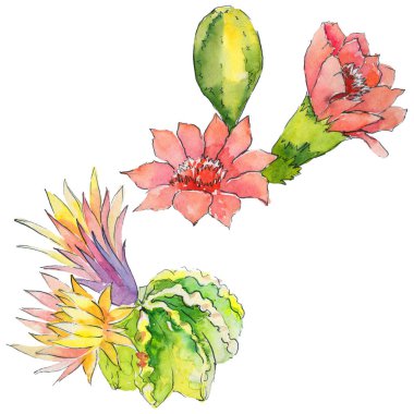 Vahşi kaktüs çiçek