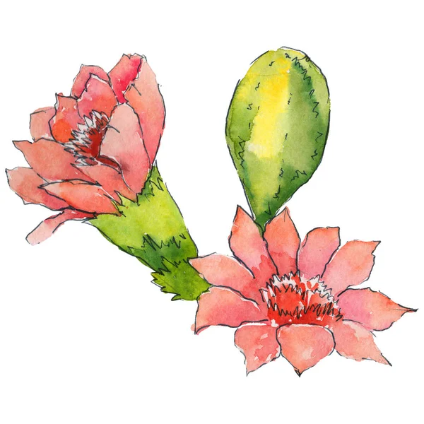 Fiore di cactus acquerello — Foto Stock