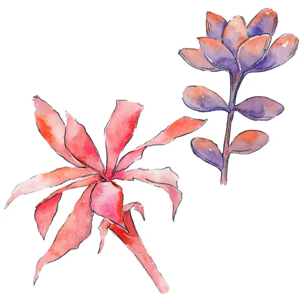 suluboya kaktüs çiçek